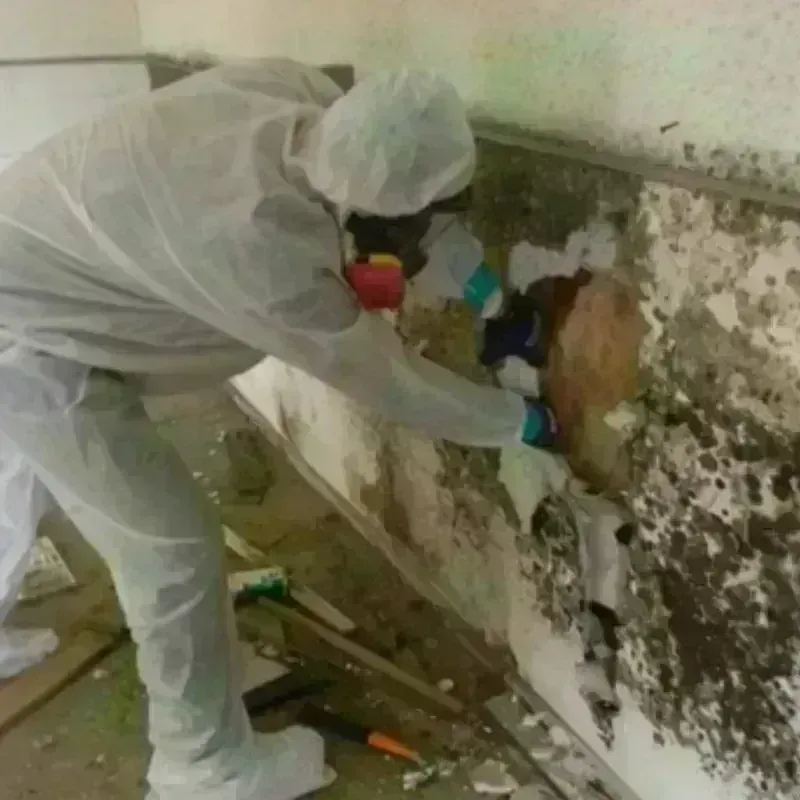 Mold Remediation and Removal in Adams County, ND